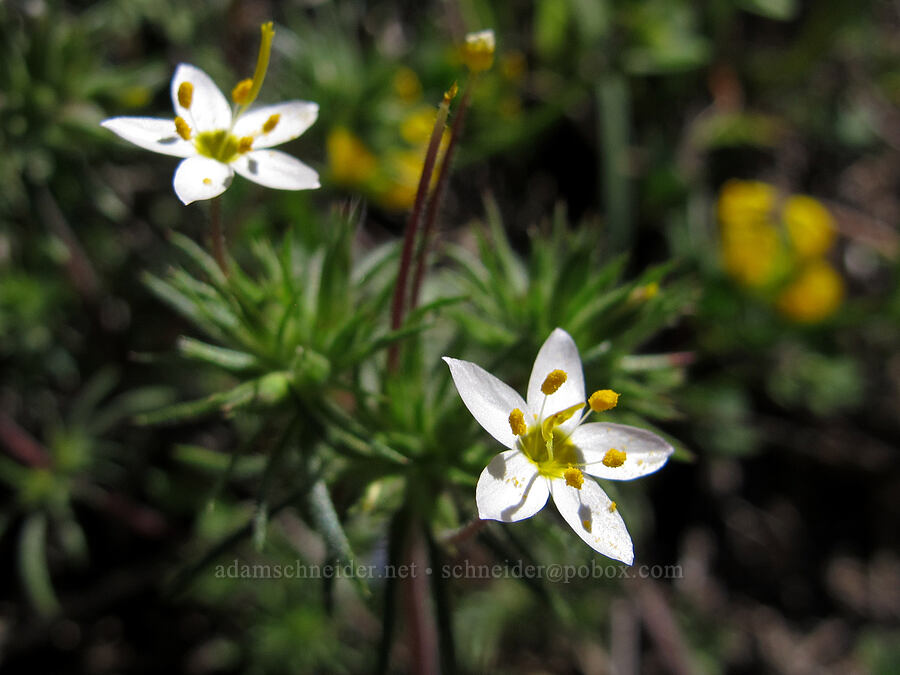 variable linanthus (Leptosiphon parviflorus) [Rocky Ridge Trail, Garrapata State Park, Monterey County, California]