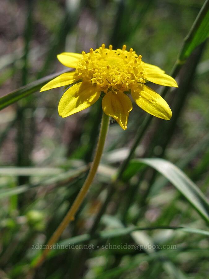 California goldfields (Lasthenia californica) [Rocky Ridge Trail, Garrapata State Park, Monterey County, California]