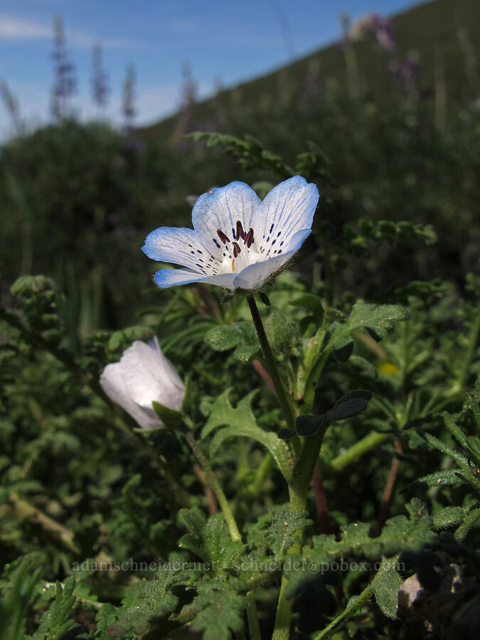 baby blue eyes (Nemophila menziesii var. menziesii) [Rocky Ridge Trail, Garrapata State Park, Monterey County, California]