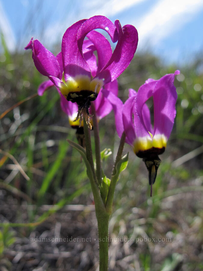 padre's shooting star (Dodecatheon clevelandii (Primula clevelandii)) [Rocky Ridge Trail, Garrapata State Park, Monterey County, California]