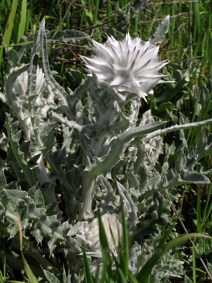 cobwebby thistle (Cirsium occidentale) [Rocky Ridge Trail, Garrapata State Park, Monterey County, California]
