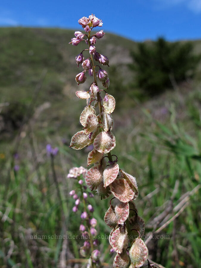 fringe pod / lacepod (Thysanocarpus curvipes) [Rocky Ridge Trail, Garrapata State Park, Monterey County, California]