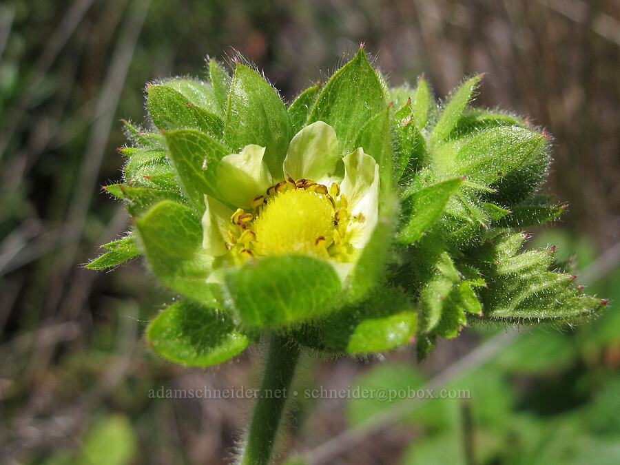 sticky cinquefoil (Drymocallis glandulosa (Potentilla glandulosa)) [Rocky Ridge Trail, Garrapata State Park, Monterey County, California]