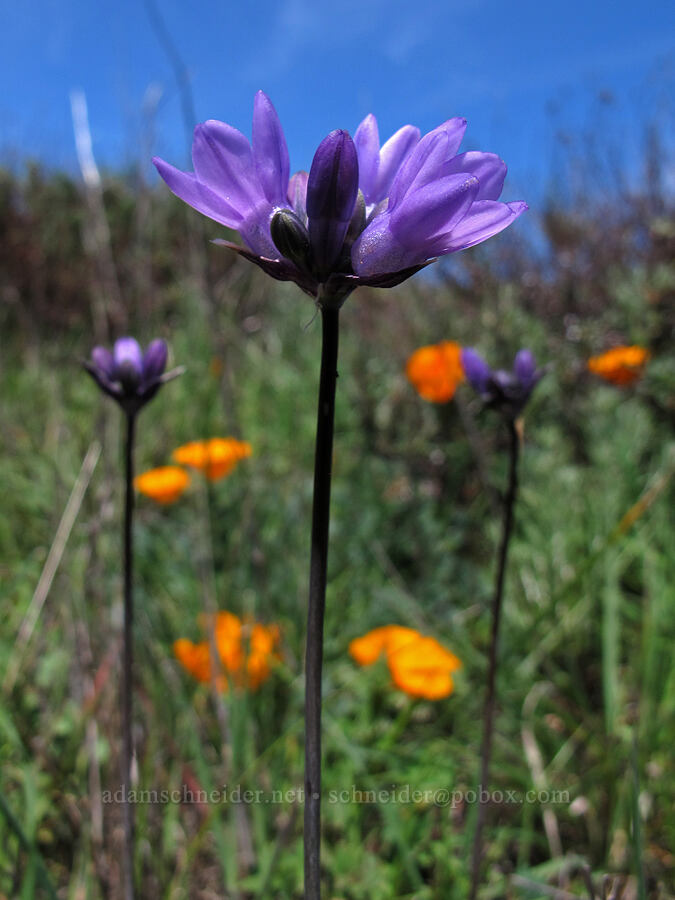 blue dicks (and California poppies) (Dipterostemon capitatus (Dichelostemma capitatum), Eschscholzia californica) [Rocky Ridge Trail, Garrapata State Park, Monterey County, California]