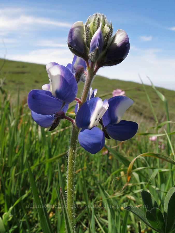 miniature lupine (Lupinus bicolor) [Peak Trail, Garrapata State Park, Monterey County, California]