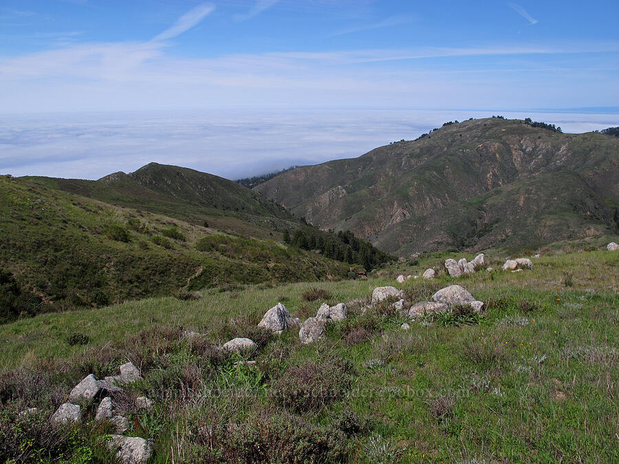 fog over the Pacific Ocean [Peak Trail, Garrapata State Park, Monterey County, California]