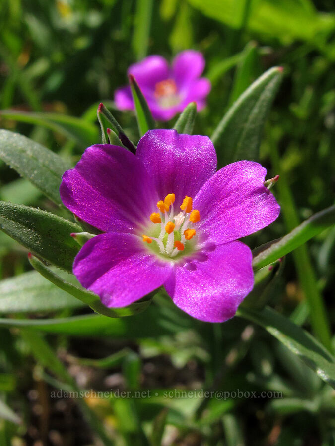 red maids (Calandrinia ciliata (Calandrinia menziesii)) [Peak Trail, Garrapata State Park, Monterey County, California]