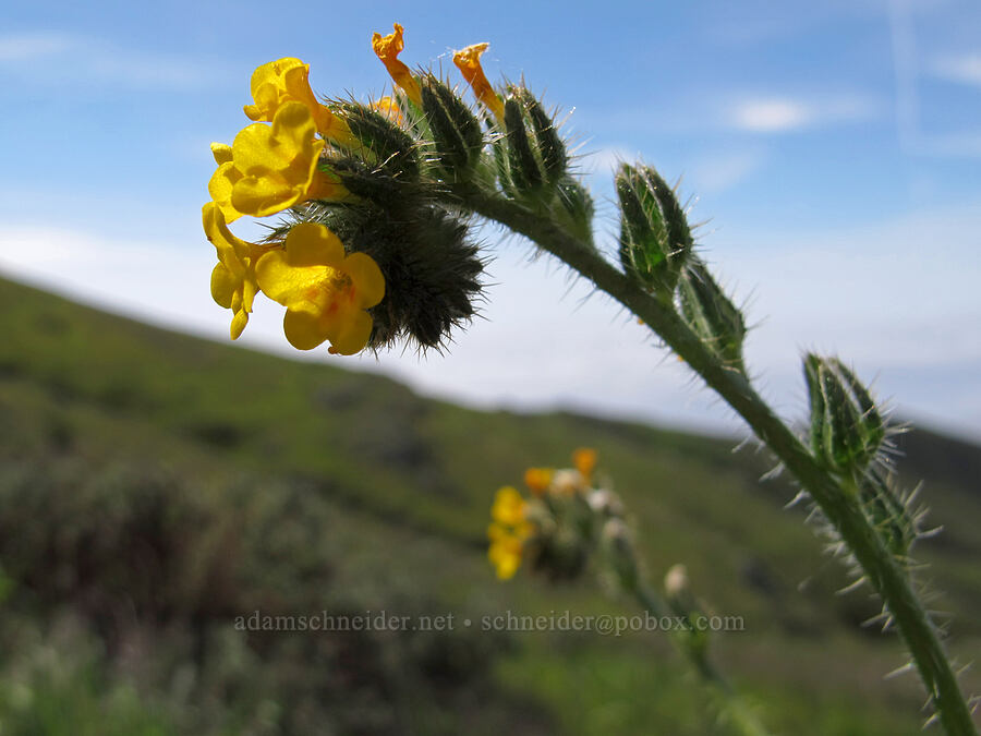 fiddleneck (Amsinckia sp.) [Rocky Ridge Trail, Garrapata State Park, Monterey County, California]