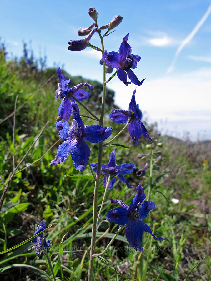 spreading larkspur (Delphinium patens) [Rocky Ridge Trail, Garrapata State Park, Monterey County, California]