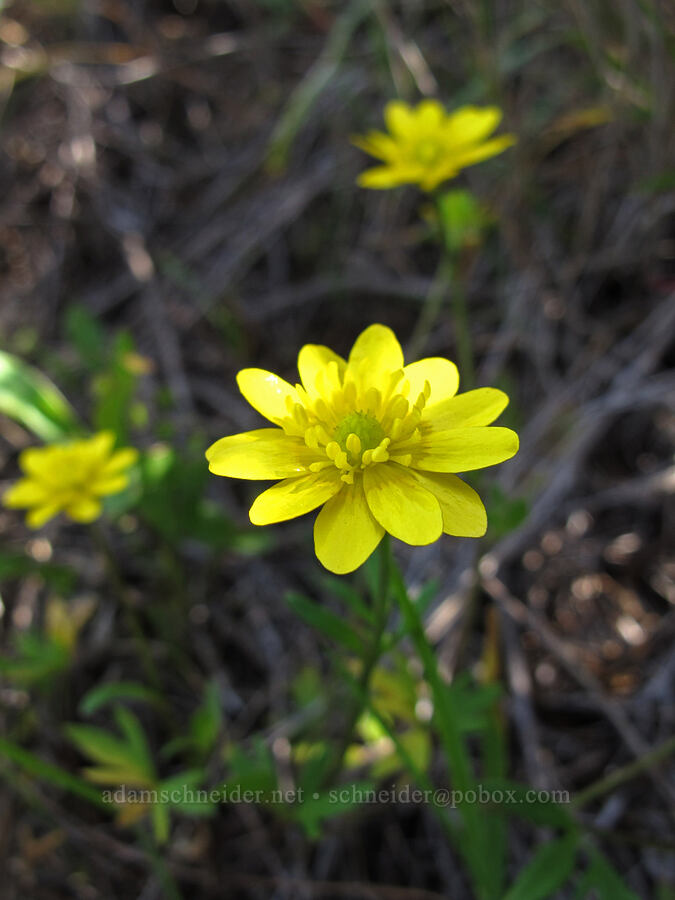 California buttercups (Ranunculus californicus) [Rocky Ridge Trail, Garrapata State Park, Monterey County, California]