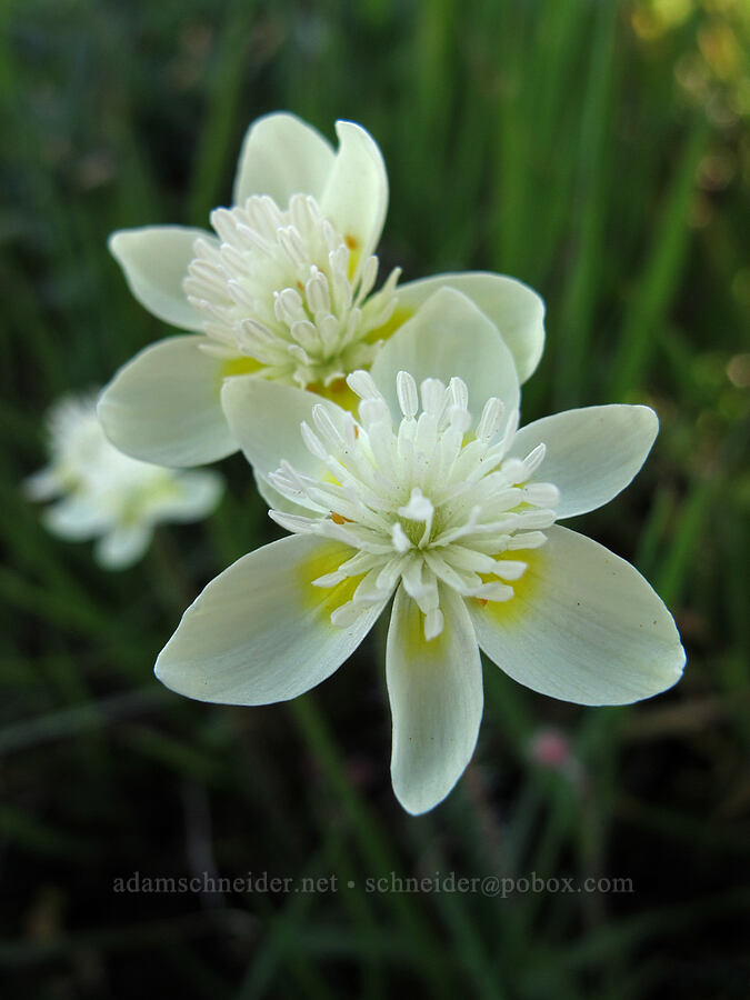 cream cups (Platystemon californicus) [Rocky Ridge Trail, Garrapata State Park, Monterey County, California]