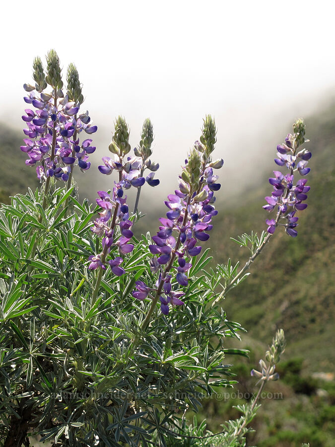silver bush lupine (Lupinus albifrons) [Rocky Ridge Trail, Garrapata State Park, Monterey County, California]
