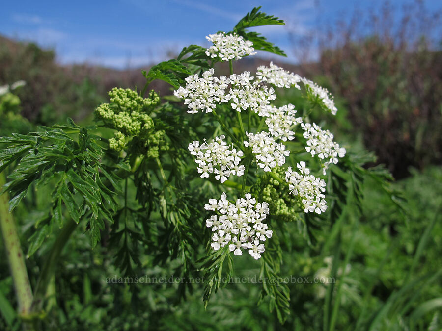 poison hemlock (Conium maculatum) [Rocky Ridge Trail, Garrapata State Park, Monterey County, California]