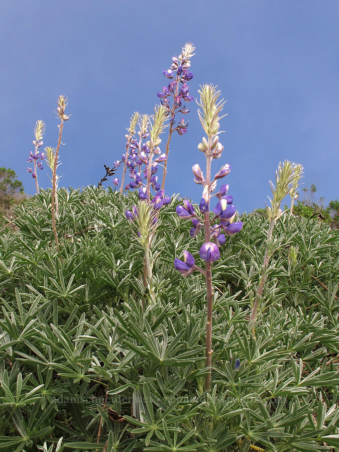 lupines in foggy sunlight (Lupinus albifrons) [Rocky Ridge Trail, Garrapata State Park, Monterey County, California]