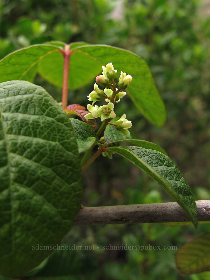 poison-oak flowers (Toxicodendron diversilobum (Rhus diversiloba)) [Rocky Ridge Trail, Garrapata State Park, Monterey County, California]