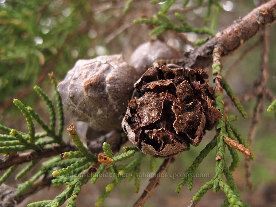 Monterey cypress cones (Cupressus macrocarpa) [Soberanes Point, Garrapata State Park, Monterey County, California]