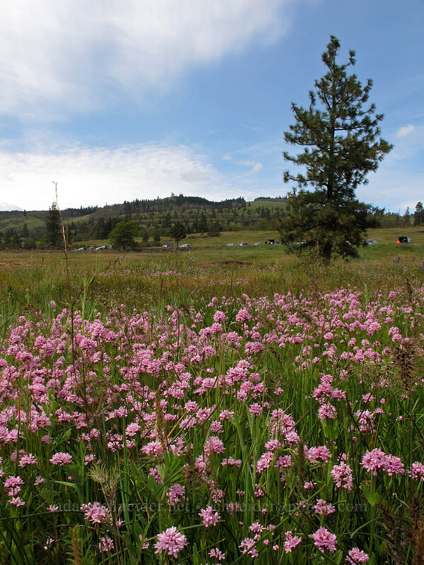 rosy plectritis (Plectritis congesta) [Catherine Creek, Klickitat County, Washington]