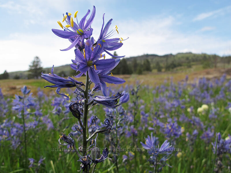 camas (Camassia quamash) [Catherine Creek, Klickitat County, Washington]
