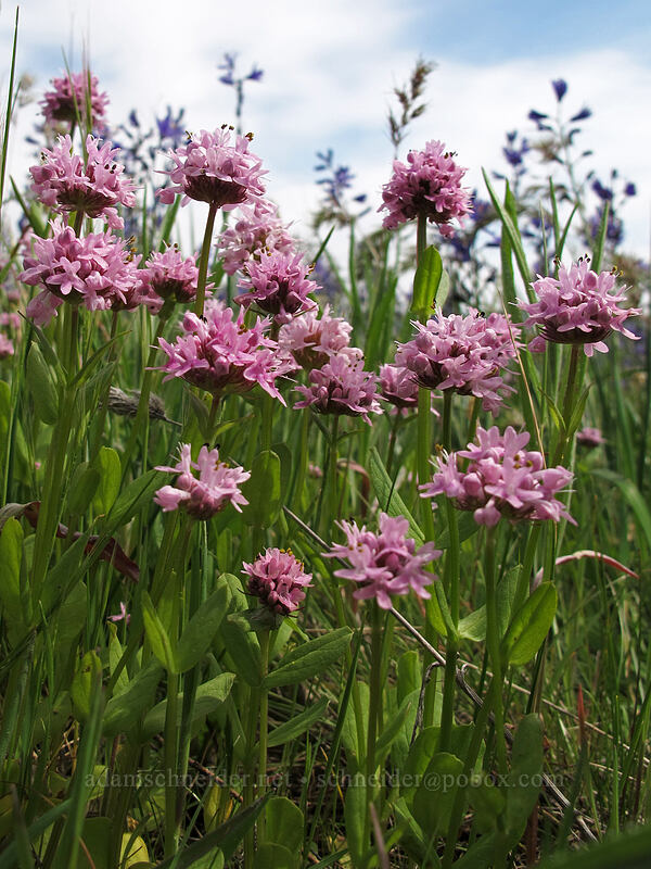 rosy plectritis (Plectritis congesta) [Catherine Creek, Klickitat County, Washington]