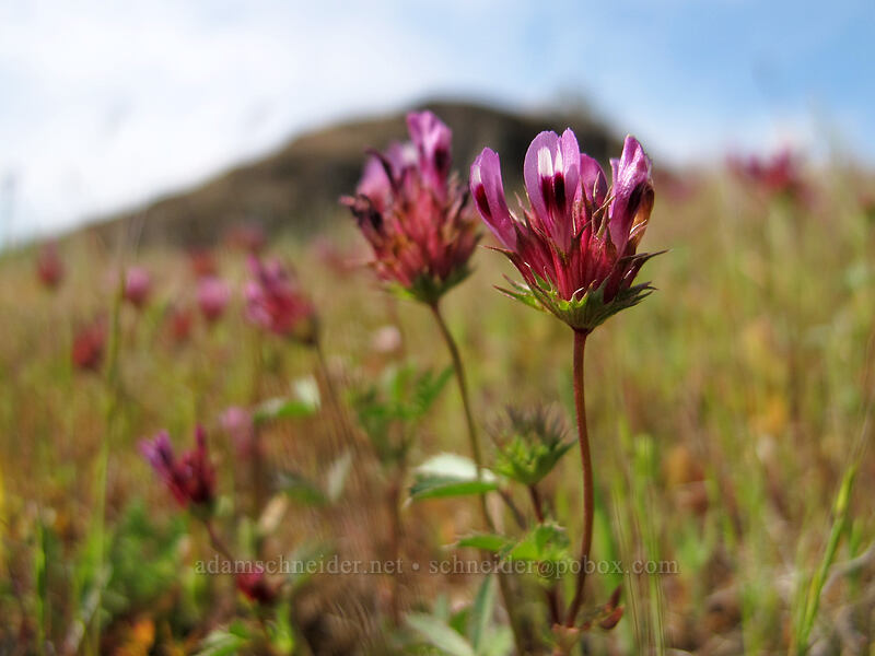clover (Trifolium sp.) [Catherine Creek, Klickitat County, Washington]