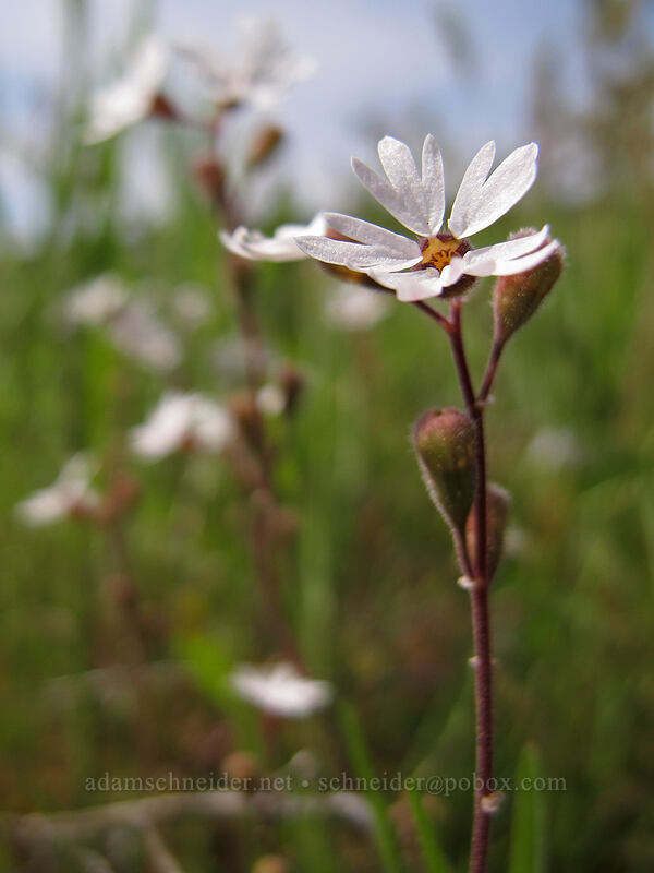 prairie stars (Lithophragma parviflorum) [Catherine Creek, Klickitat County, Washington]