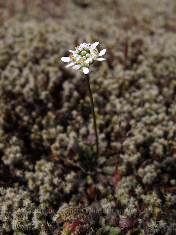 shepherd's cress (Teesdalia nudicaulis (Iberis nudicaulis)) [Catherine Creek, Klickitat County, Washington]