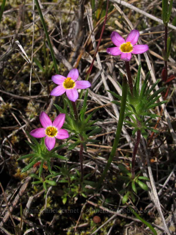 baby stars (Leptosiphon bicolor (Linanthus bicolor)) [Catherine Creek, Klickitat County, Washington]