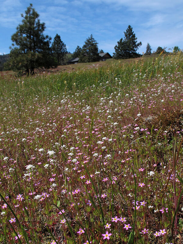 baby stars (Leptosiphon bicolor (Linanthus bicolor)) [Catherine Creek, Klickitat County, Washington]