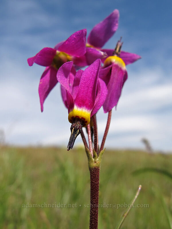 poet's shooting star (Dodecatheon poeticum (Primula poetica)) [Catherine Creek, Klickitat County, Washington]