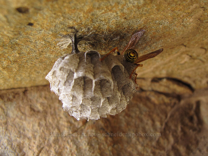 wasp's nest [Dalles Mountain Road, Columbia Hills State Park, Klickitat County, Washington]