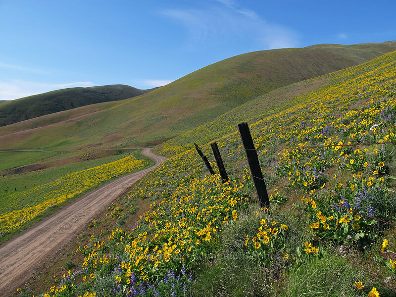 balsamroot & lupines (Balsamorhiza sp., Lupinus sp.) [Dalles Mountain Road, Columbia Hills State Park, Klickitat County, Washington]