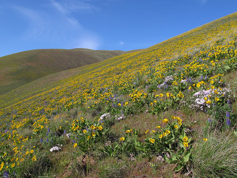 balsamroot & lupines (Balsamorhiza sp., Lupinus sp.) [Dalles Mountain Road, Columbia Hills State Park, Klickitat County, Washington]