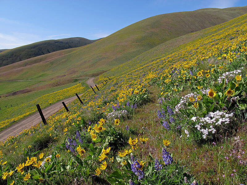 balsamroot & lupines (and phlox) (Balsamorhiza sp., Lupinus sp., Phlox speciosa) [Dalles Mountain Road, Columbia Hills State Park, Klickitat County, Washington]
