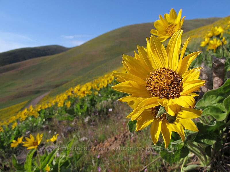 balsamroot (Balsamorhiza sp.) [Dalles Mountain Road, Columbia Hills State Park, Klickitat County, Washington]