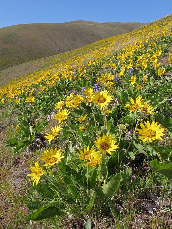 balsamroot (Balsamorhiza sp.) [Dalles Mountain Road, Columbia Hills State Park, Klickitat County, Washington]