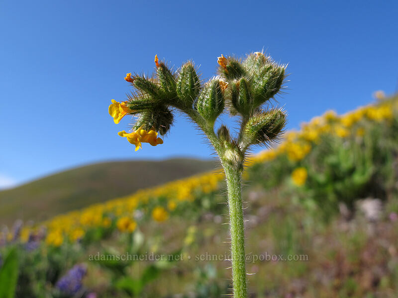 fiddleneck (Amsinckia sp.) [Dalles Mountain Road, Columbia Hills State Park, Klickitat County, Washington]