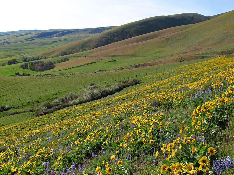 balsamroot & lupines (Lupinus sp., Balsamorhiza sp.) [Dalles Mountain Road, Columbia Hills State Park, Klickitat County, Washington]