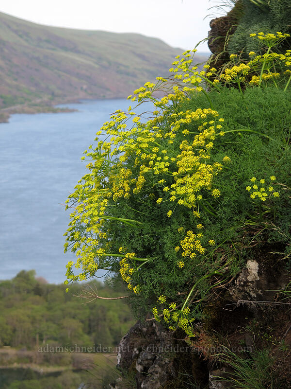 desert parsley (Lomatium sp.) [Rowena Plateau Trail, Mayer State Park, Wasco County, Oregon]