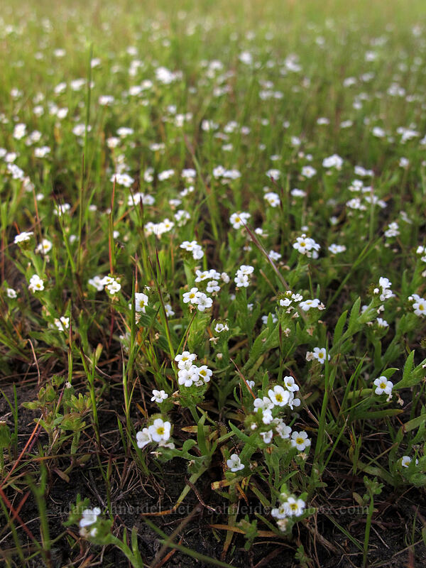 popcorn flower (or cryptantha) [Rowena Plateau Trail, Wasco County, Oregon]