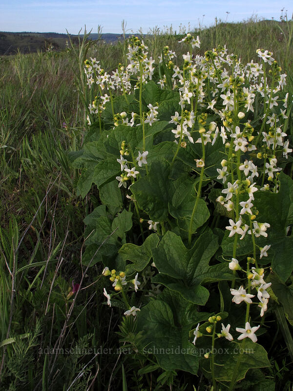 coastal man-root (Marah oregana (Marah oreganus)) [Rowena Plateau Trail, Wasco County, Oregon]