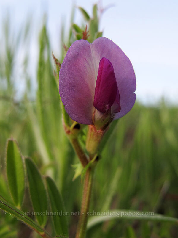 common vetch (Vicia sativa) [Rowena Plateau Trail, Wasco County, Oregon]