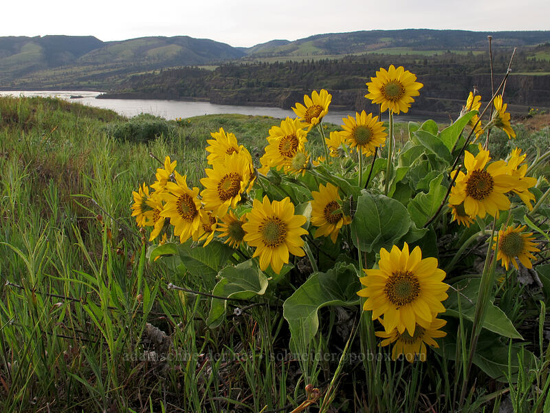 balsamroot (Balsamorhiza sp.) [Rowena Plateau Trail, Wasco County, Oregon]