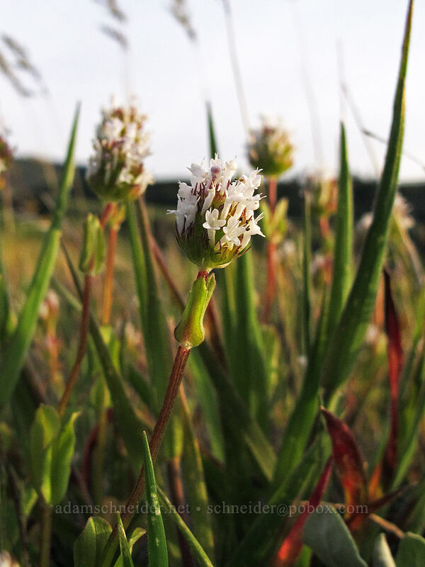 white plectritis (Plectritis macrocera) [Rowena Plateau Trail, Wasco County, Oregon]