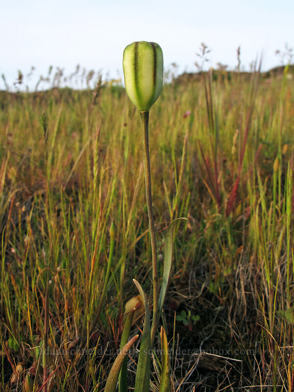 yellow bells seed pod (Fritillaria pudica) [Rowena Plateau Trail, Wasco County, Oregon]