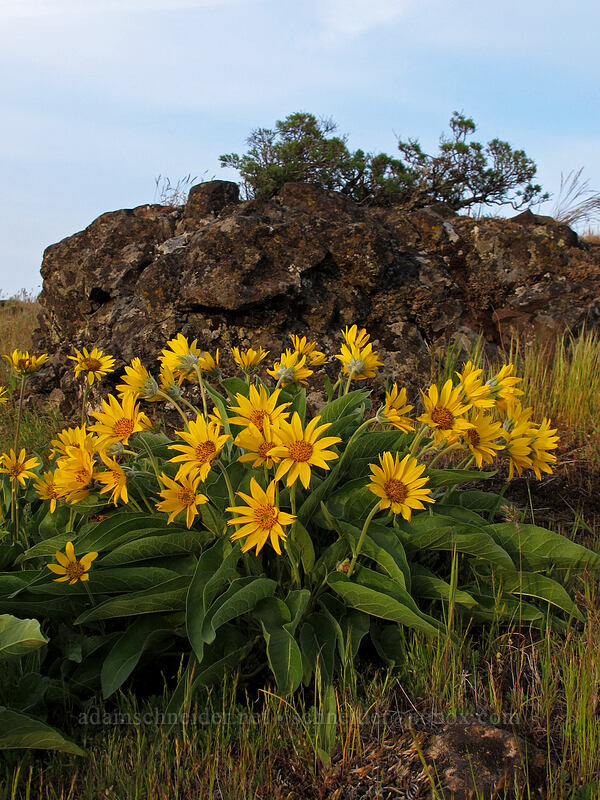 balsamroot (Balsamorhiza sp.) [Rowena Plateau Trail, Wasco County, Oregon]