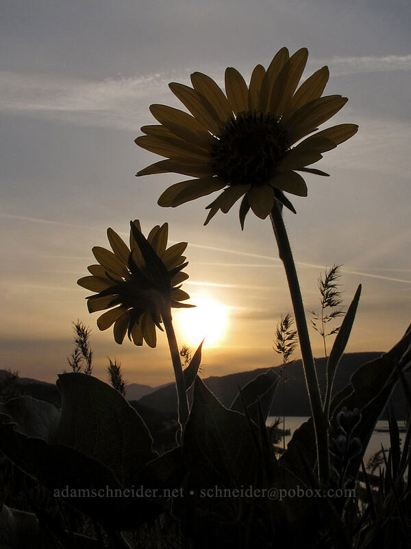 balsamroot (Balsamorhiza sp.) [Rowena Plateau Trail, Wasco County, Oregon]