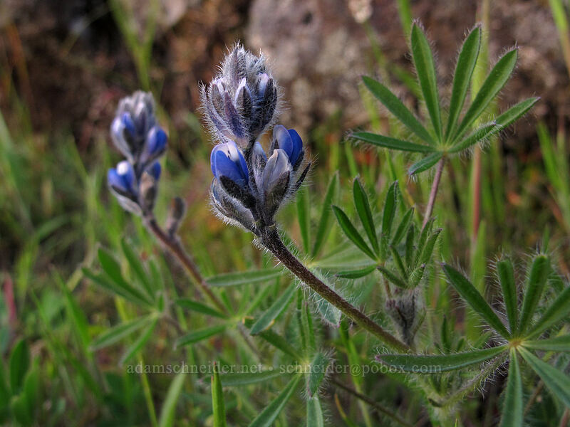 miniature lupine (Lupinus micranthus (Lupinus polycarpus)) [Rowena Plateau Trail, Wasco County, Oregon]