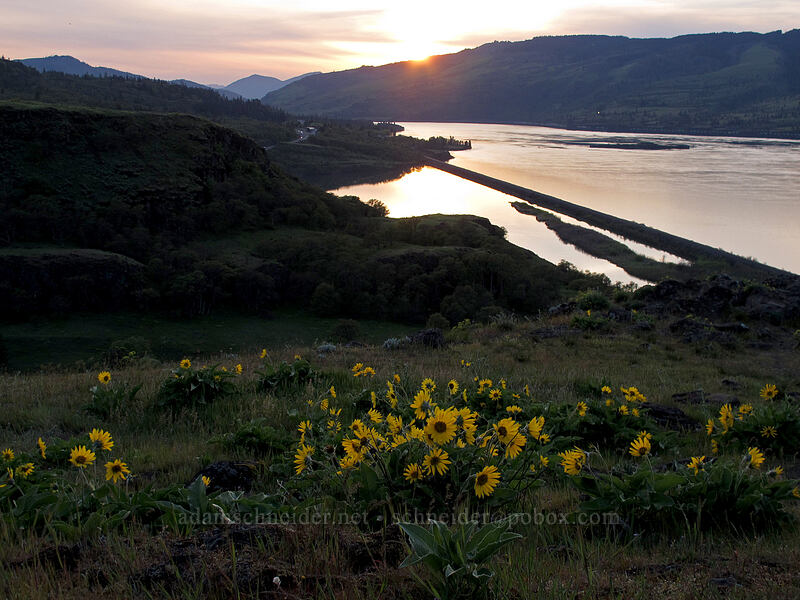 balsamroot at sunset (Balsamorhiza sp.) [Rowena Plateau Trail, Wasco County, Oregon]