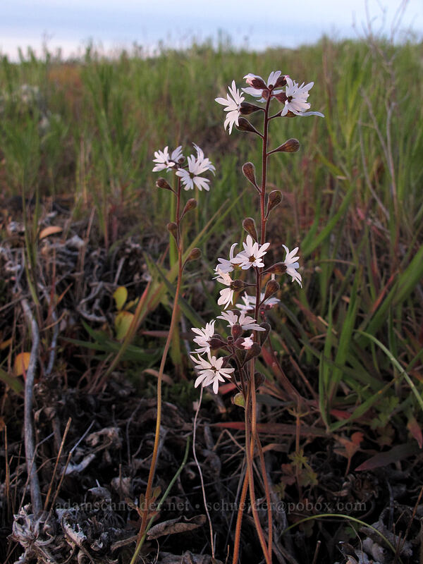 prairie stars (Lithophragma parviflorum) [Rowena Plateau Trail, Wasco County, Oregon]