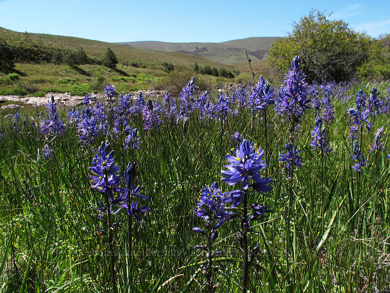 camas (Camassia quamash) [Klickitat Trail, Klickitat County, Washington]